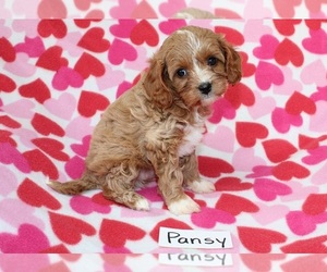 Cavapoo Puppy for sale in HOPKINSVILLE, KY, USA