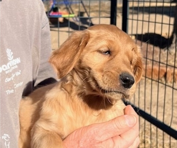 Medium Photo #3 Golden Retriever Puppy For Sale in LAMAR, CO, USA