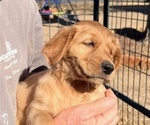 Small Photo #3 Golden Retriever Puppy For Sale in LAMAR, CO, USA