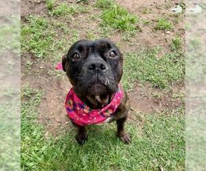 Mutt Dogs for adoption in Tulsa, OK, USA