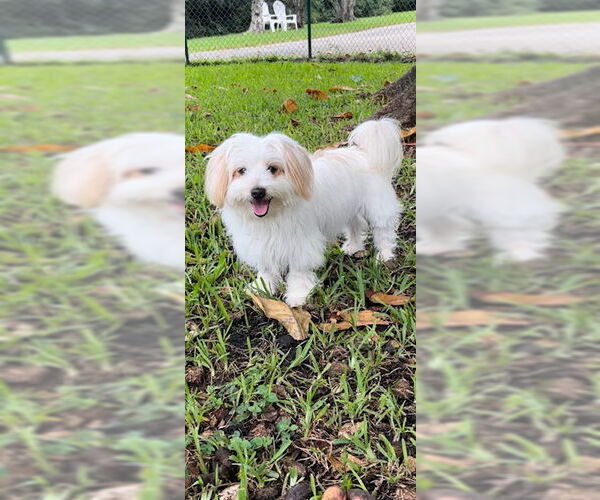 Medium Photo #7 Maltese Puppy For Sale in Weston, FL, USA
