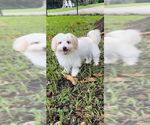 Small #6 Maltese