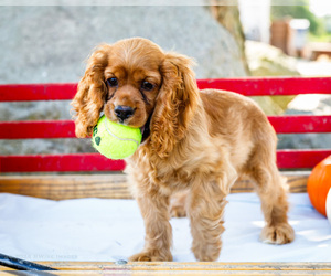Cocker Spaniel Puppy for sale in WAKARUSA, IN, USA