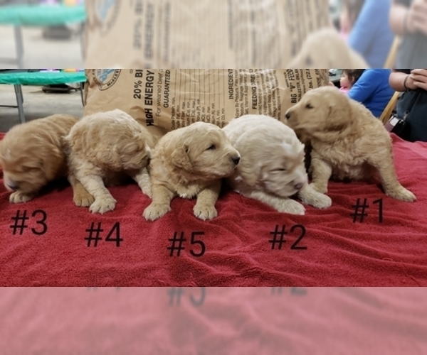 Medium Photo #2 Goldendoodle Puppy For Sale in CLARKSVILLE, TX, USA