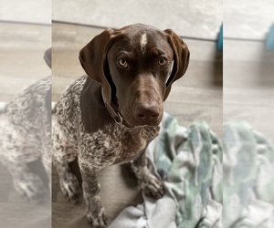German Shorthaired Pointer Puppy for sale in BLOOMINGTON, UT, USA