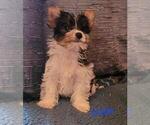 Small Photo #4 Biewer Terrier Puppy For Sale in CONKLIN, NY, USA