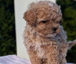 Small #5 Cavapoo (Miniature)