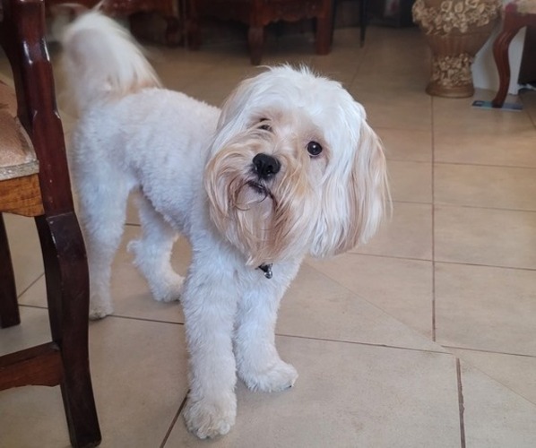 Medium Photo #1 Lhasa Apso Puppy For Sale in PHOENIX, AZ, USA