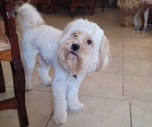 Father of the Lhasa Apso puppies born on 05/13/2025