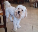Small Photo #1 Lhasa Apso Puppy For Sale in PHOENIX, AZ, USA