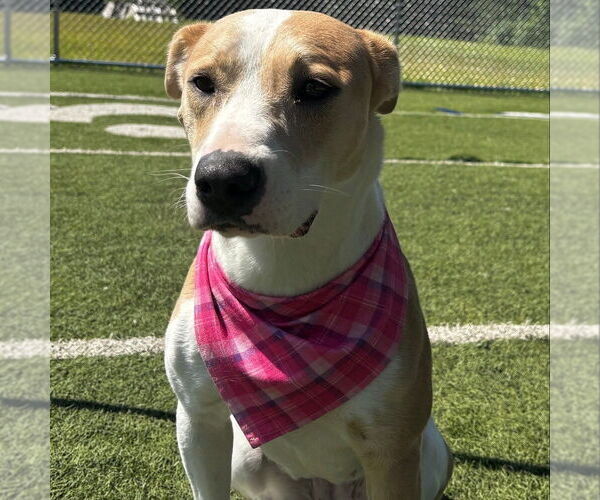 Medium Photo #19 American Pit Bull Terrier-Unknown Mix Puppy For Sale in Raleigh, NC, USA