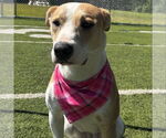 Small #18 American Pit Bull Terrier Mix