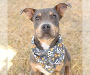 American Staffordshire Terrier-Unknown Mix Dogs for adoption in San Antonio, TX, USA