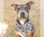 Small American Staffordshire Terrier Mix