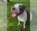 Small Photo #1 American Pit Bull Terrier-Unknown Mix Puppy For Sale in Germantown, OH, USA