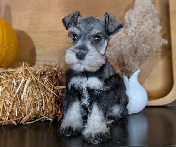 Medium Photo #2 Schnauzer (Miniature) Puppy For Sale in GOSHEN, IN, USA