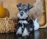 Small #1 Schnauzer (Miniature)