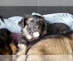 Small Photo #4 German Shepherd Dog Puppy For Sale in WADSWORTH, IL, USA