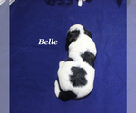 Small #5 Cavapoo