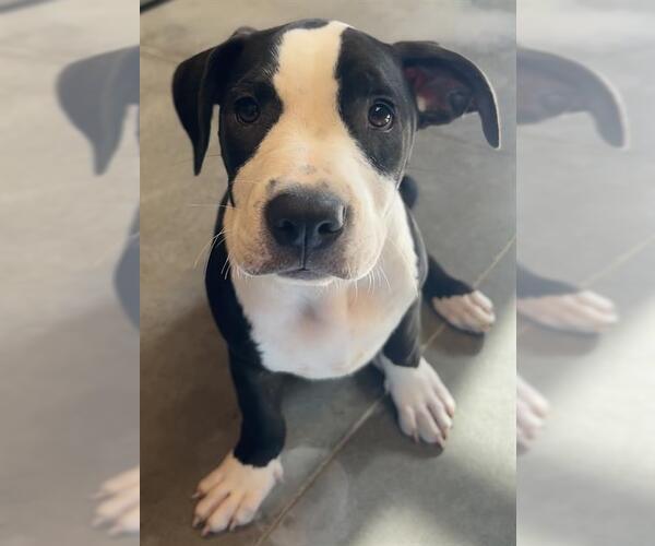 Medium Photo #1 Staffordshire Bull Terrier-Unknown Mix Puppy For Sale in Santa Cruz, CA, USA