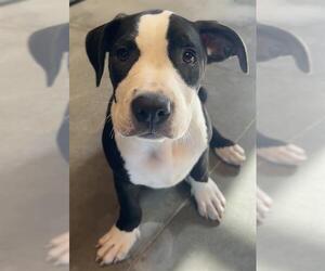 Staffordshire Bull Terrier-Unknown Mix Dogs for adoption in Santa Cruz, CA, USA