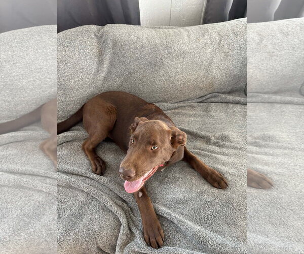 Medium Photo #3 Chocolate Labrador retriever-Unknown Mix Puppy For Sale in NEWPORT NH, NH, USA