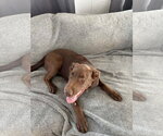 Small #2 Chocolate Labrador retriever Mix