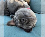 Small #12 French Bulldog