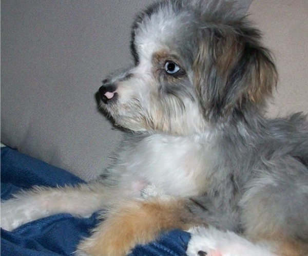Medium Photo #3 Aussiedoodle Miniature  Puppy For Sale in ROSCOMMON, MI, USA