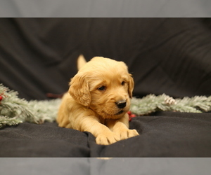 Medium Golden Retriever