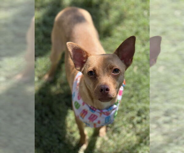 Medium Photo #2 Italian Greyhuahua Puppy For Sale in Phoenix, AZ, USA