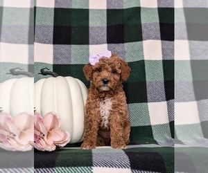 Miniature Labradoodle Puppy for sale in NOTTINGHAM, PA, USA