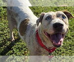 Small #1 Catahoula Leopard Dog Mix