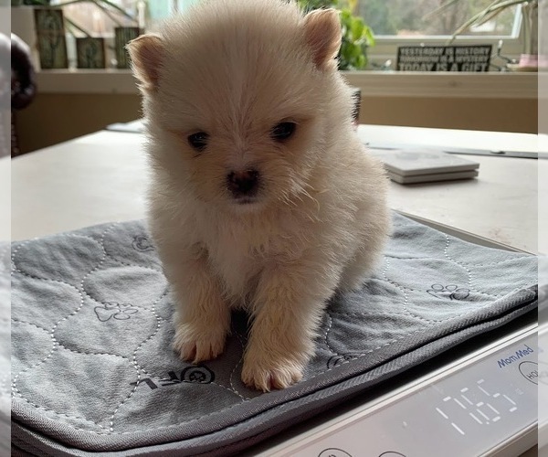 Medium Photo #1 Pomeranian Puppy For Sale in SHAWANO, WI, USA