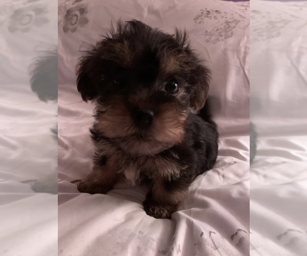 Medium Photo #1 Morkie Puppy For Sale in HADDAM, CT, USA