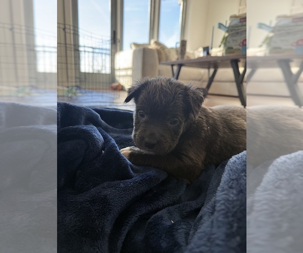 Medium Photo #1 American Pit Bull Terrier Puppy For Sale in OKLAHOMA CITY, OK, USA