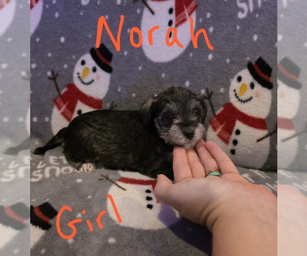 Medium Photo #26 Chizer Puppy For Sale in MONTEZUMA, GA, USA