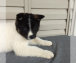 Small Photo #6 Akita Puppy For Sale in FRESNO, OH, USA
