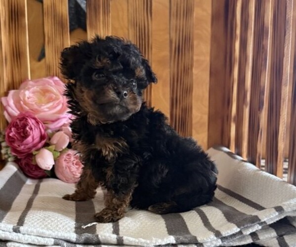 Medium Photo #3 Poodle (Miniature) Puppy For Sale in CURTISS, WI, USA