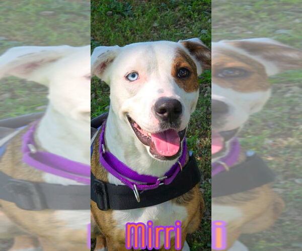 Medium Photo #1 Australian Shepherd-Boxer Mix Puppy For Sale in Port Clinton, OH, USA