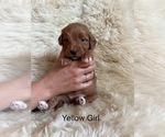 Puppy Yellow Girl Goldendoodle (Miniature)