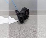 Small Chihuahua Mix
