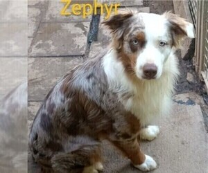 Mother of the Australian Shepherd puppies born on 05/13/2026