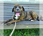 Small #6 Akita-Mastiff Mix