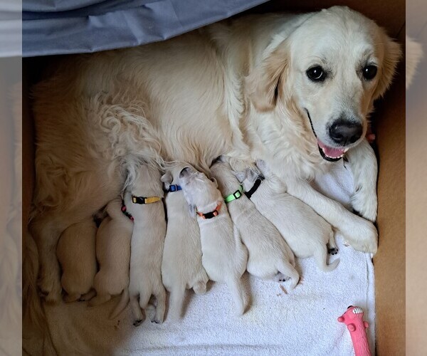 Medium Photo #1 English Cream Golden Retriever Puppy For Sale in PRESCOTT VALLEY, AZ, USA