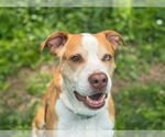Small American Pit Bull Terrier-Catahoula Leopard Dog Mix