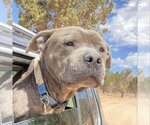 Small Photo #12 American Pit Bull Terrier-Unknown Mix Puppy For Sale in Kanab, UT, USA