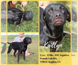 Pepper - Female Labrador Retriever-Unknown Mix Dog for Adoption - Photo #7
