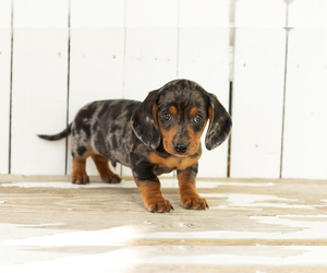 Dachshund Puppy for sale in BREMEN, IN, USA