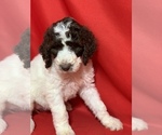 Small #5 Poodle (Standard)